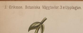 SKOLPLANSCHER, 4 st, 1900-talets andra hälft.