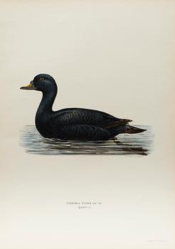 24 LITHOGRAPHIC PRINTS FROM M AND W WRIGHTS "SVENSKA FÅGLAR", A. Börtzells, Stockholm.