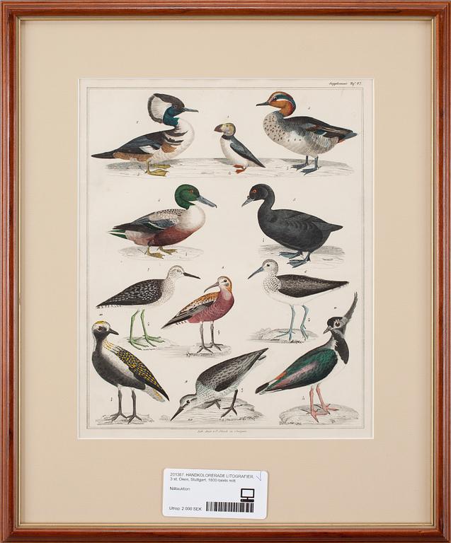 HANDKOLORERADE LITOGRAFIER, 3 st, Oken, Stuttgart, 1800-talets mitt.