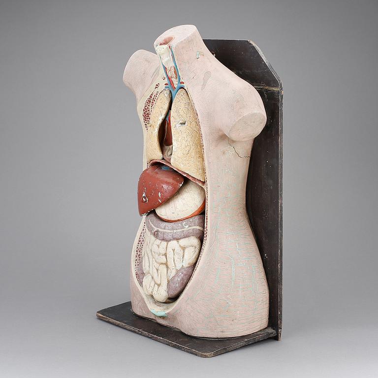 ANATOMISK BYST, 1900-tal.