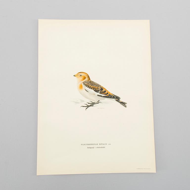 LITOGRAFISKA TRYCK, ca 150 st, Ferdinand von Wright, Börtzells, Stockholm.