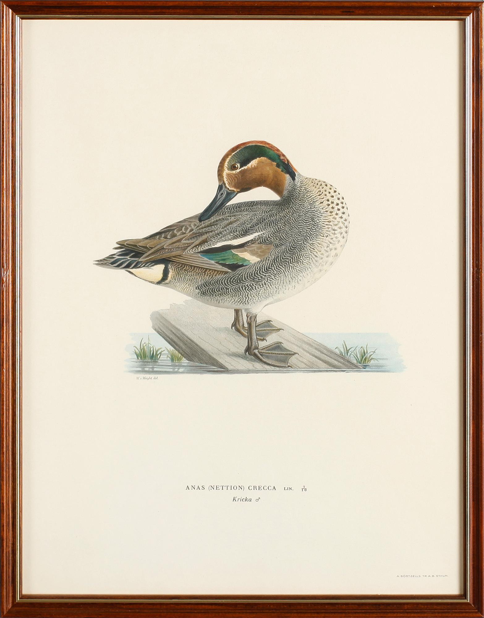 LITOGRAFISKA TRYCK, 13 st, ur von Wrights "Svenska fåglar", A. Börtzells, Stockholm.