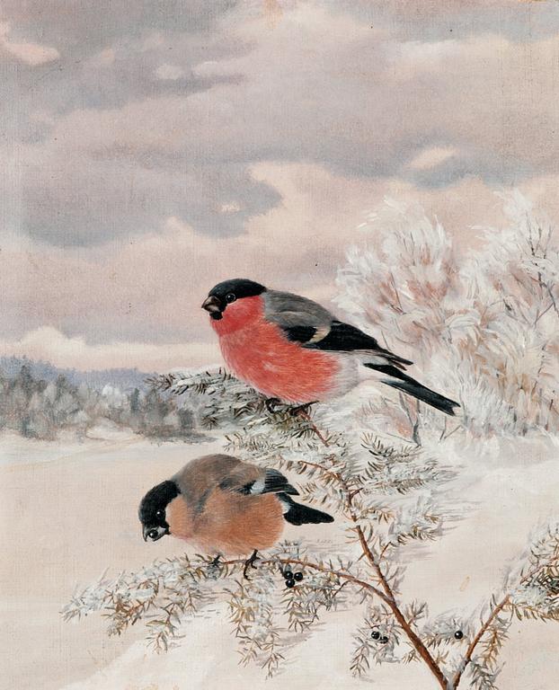 Matti Karppanen, BULLFINCHES.