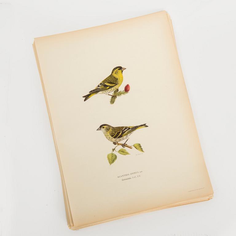 LITOGRAFISKA TRYCK, 40 st, bl.a. Magnus och Wilhelm von Wright, ur Svenska Fåglar, Börtzells AB, Stockholm.