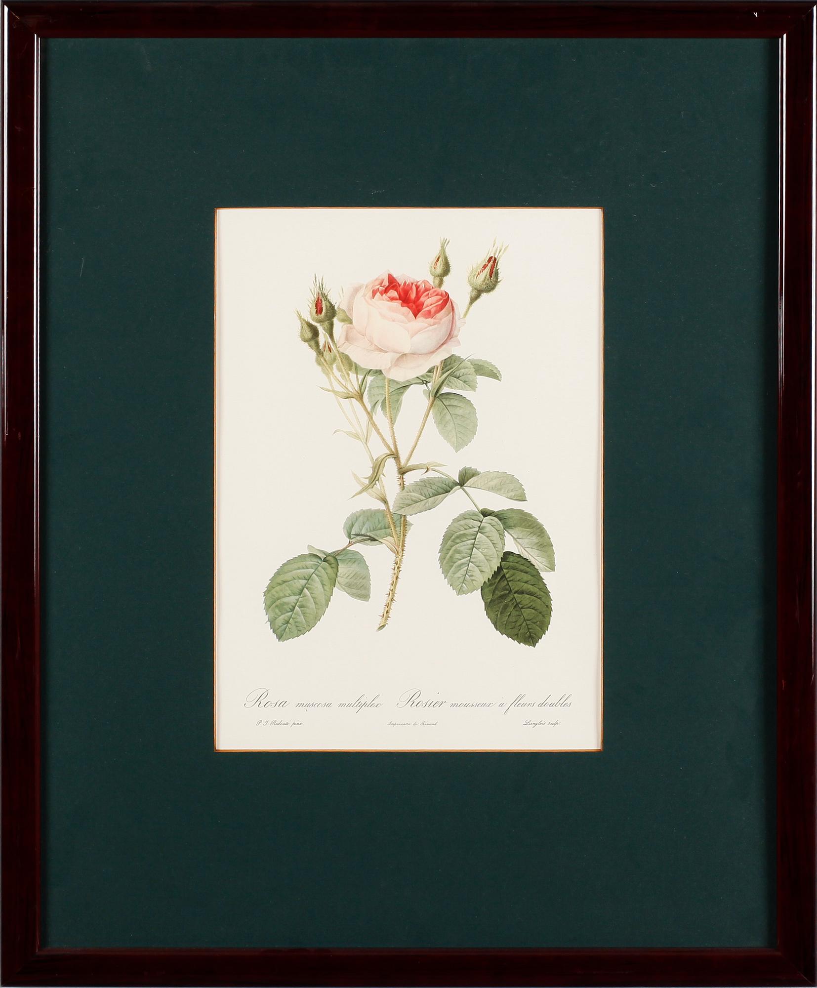 TAVLOR, 5 st, efter Redouté, tryck, 1900-talets andra hälft.