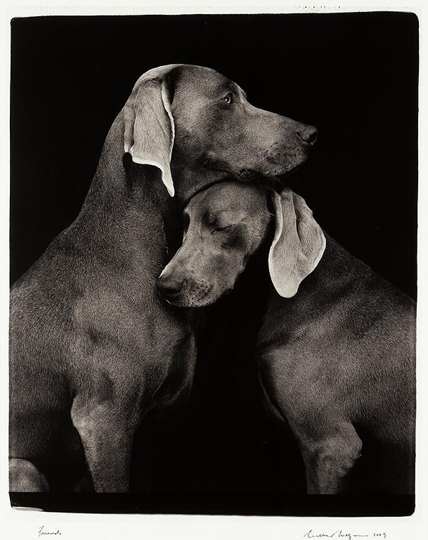 WILLIAM WEGMAN, photograph, signed and dated -09.