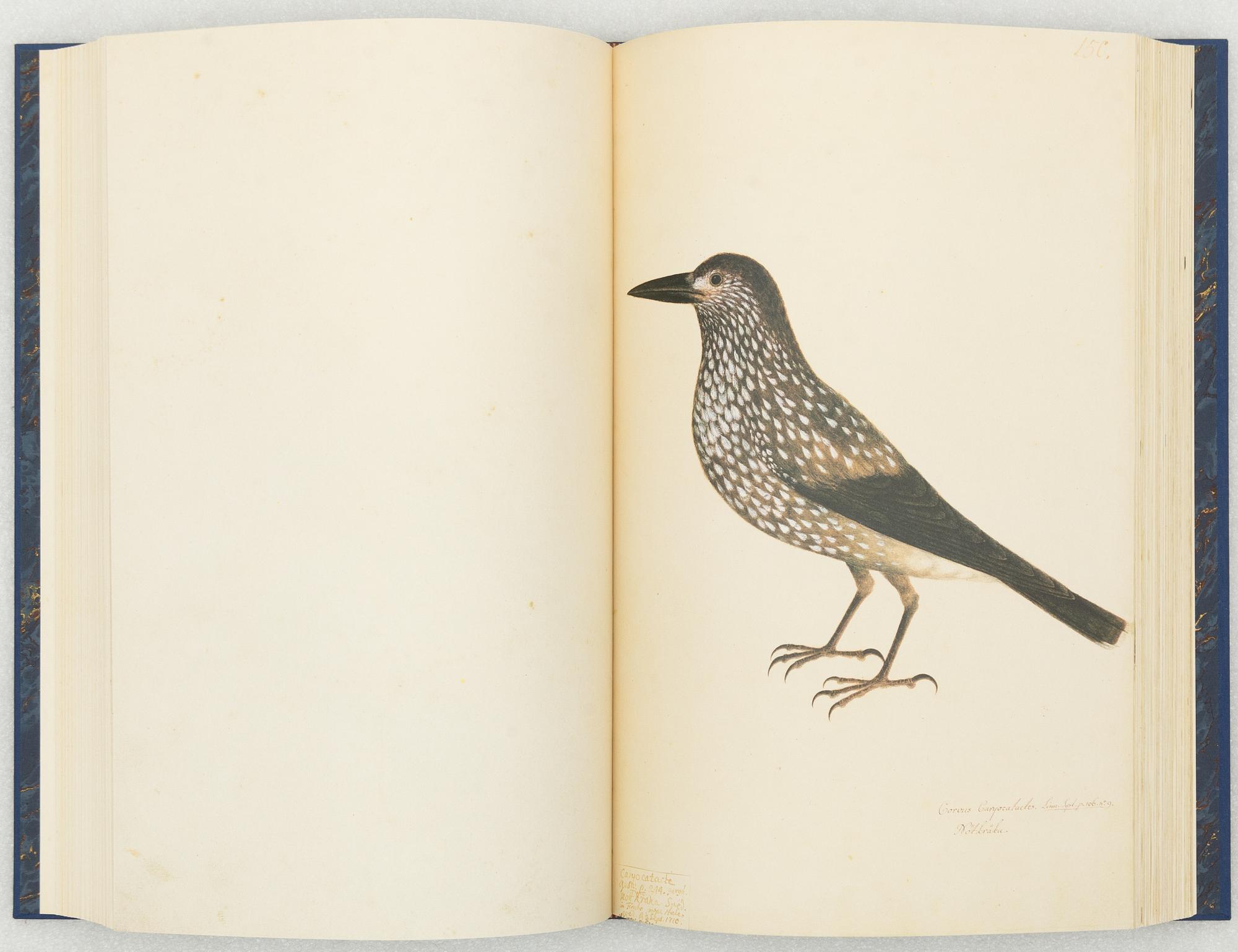 Olof Rudbeck d.y., 'Svenska fåglar (Swedish birds)'.