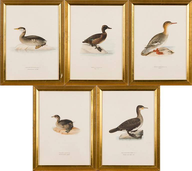 LITHOGRAPHS, 5 pcs, after Wilhelm von Wright and Bror Hallberg. A. Börtzell, Stockholm.
