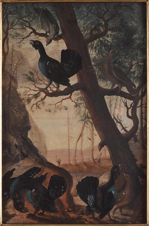 Gustaf G Appelbom, Capercaillie Mating Dance.