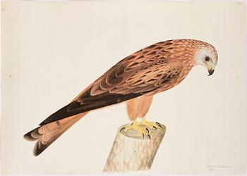 BÖCKER, 2+2 samt MAPP, Rudbecks Fågelboken/Book of Birds, Olof Rudbeck dy, René Coeckelberghs Bokförlag, Stockholm, 1986.