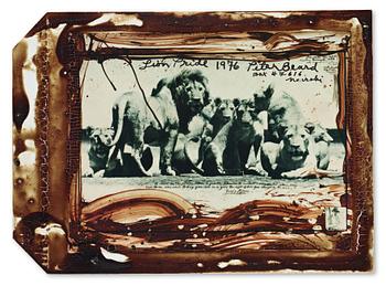 Peter Beard, "Lion Pride", 1976.