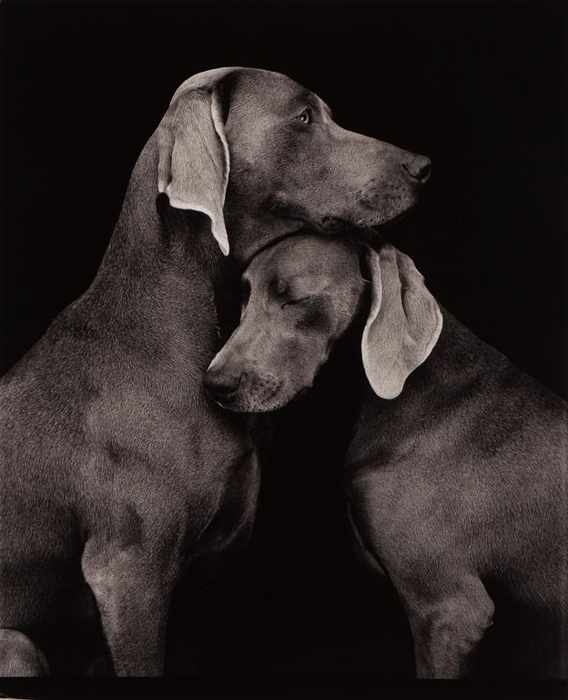 William Wegman, "Friends".