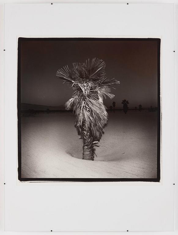 Richard Misrach, 'Palm #3', 1975.