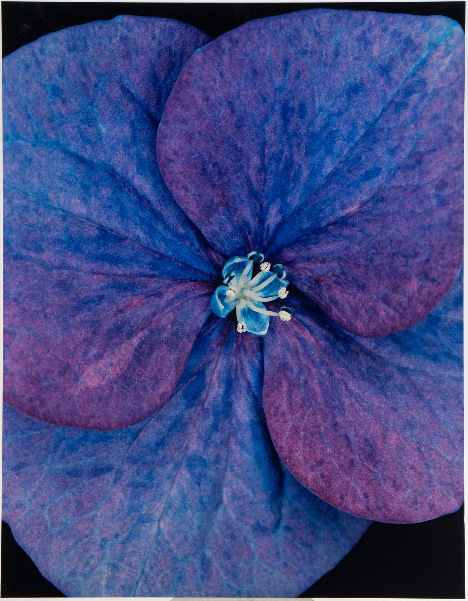 Helene Schmitz, "System och passion2, 4 c-print mounted on aluminum, 2004/2007, signed 10/10.