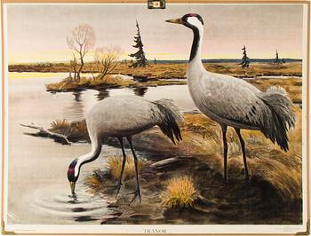 6 teaching posters with animals and plants, around 1950.