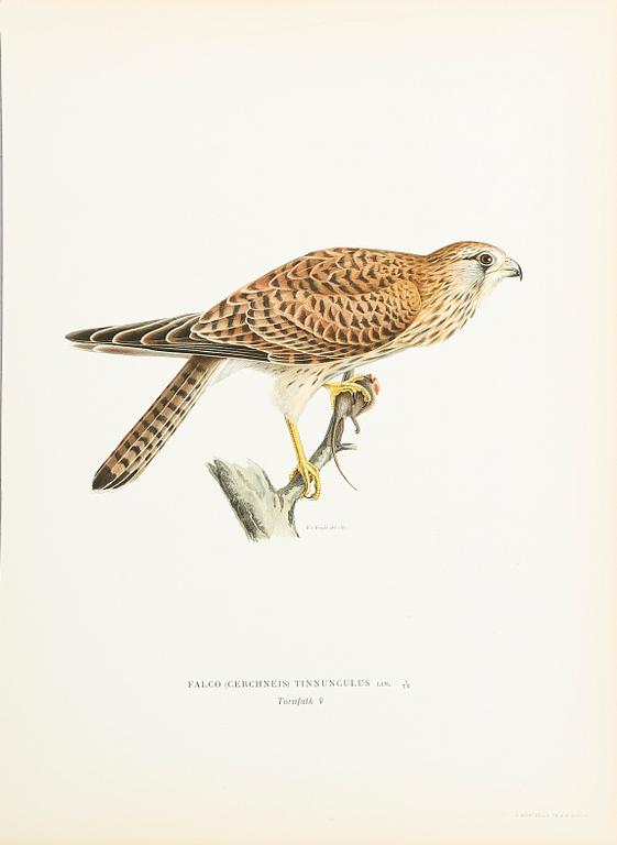 LITOGRAFISKA TRYCK, ca 200 st, ur von Wrights "Svenska fåglar", utgivna av A Börtzells, 1920-tal.