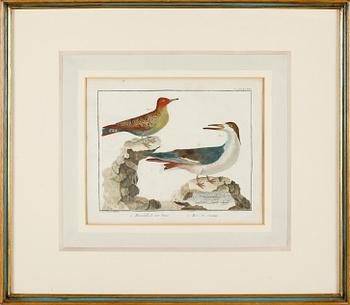 GRAVYRER, 2 st, efter Martinet, kolorerade, 1800-tal.