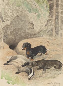 Harald Wiberg, Dachshounds with a badger.