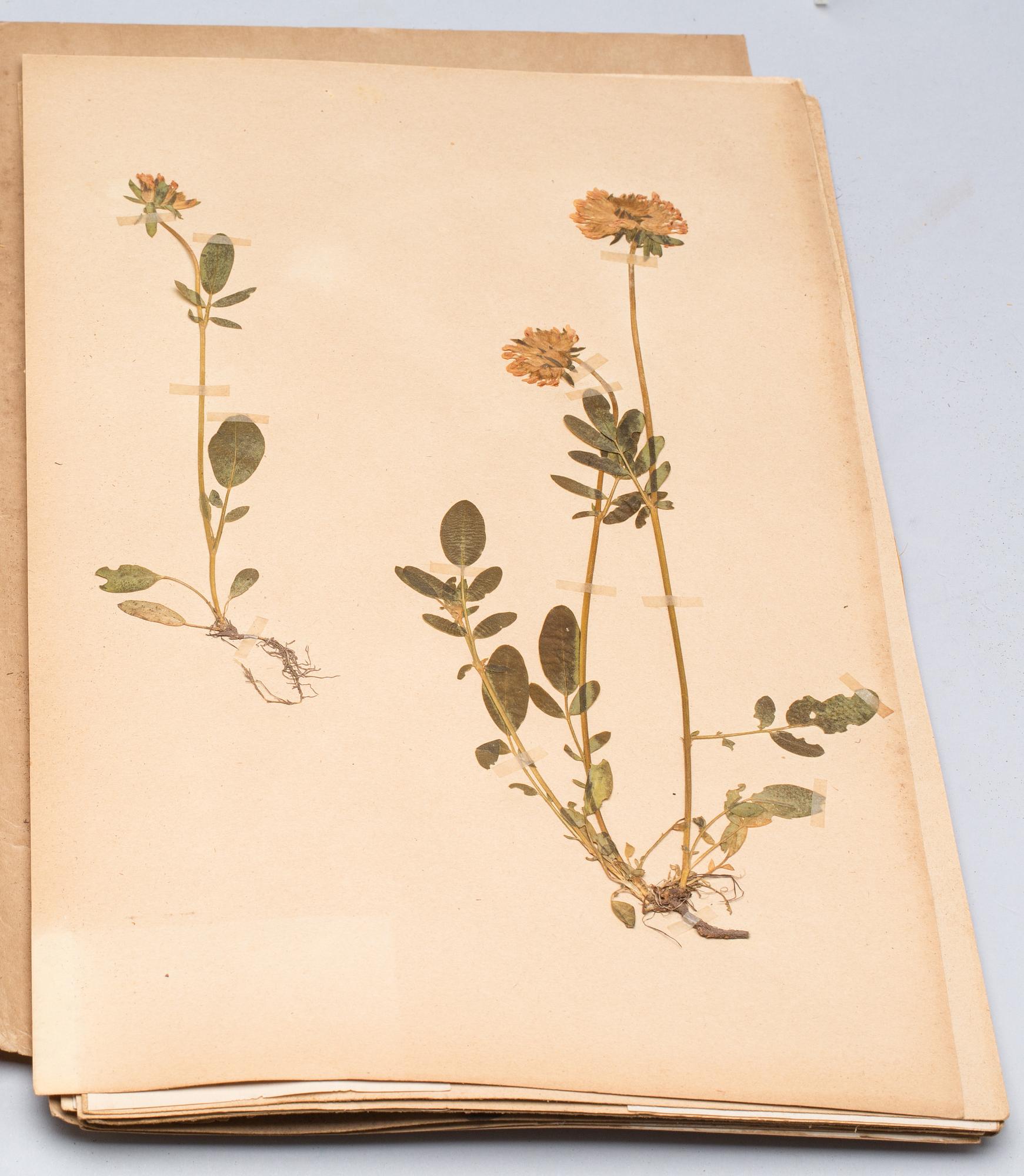 HERBARIUM, 1910-tal.