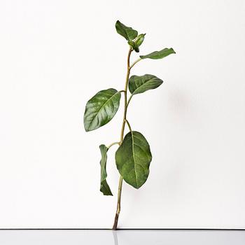 390. Tony Matelli, "Weed #424".