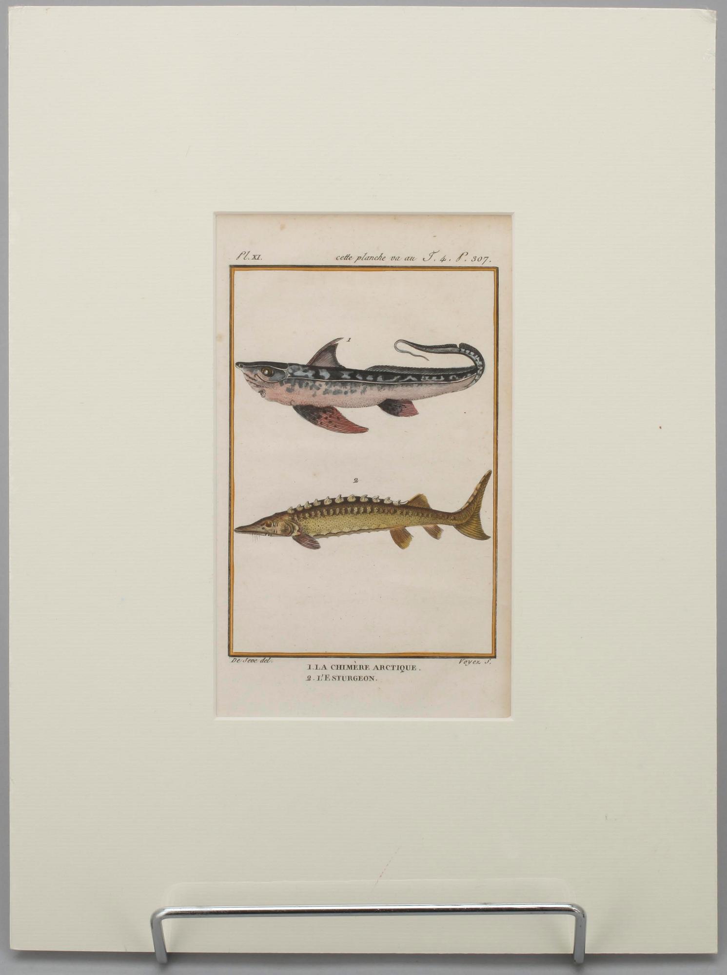 GRAVYRER, 7 st, efter de Seve, "Natural History" de Buffon. Senare upplagor.