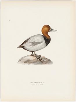 LITOGRAFISKA TRYCK, 40 st, ur M och W von Wrights "Svenska fåglar", A. Börtzells, Stockholm, 1917-29.