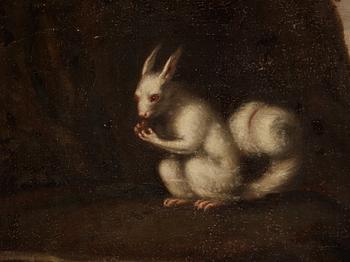 David Klöcker Ehrenstrahl, studio of, "Vit ekorre".