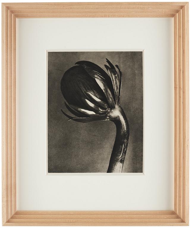 Karl Blossfeldt, "Urformen der Kunst", 1928 (22 parts).