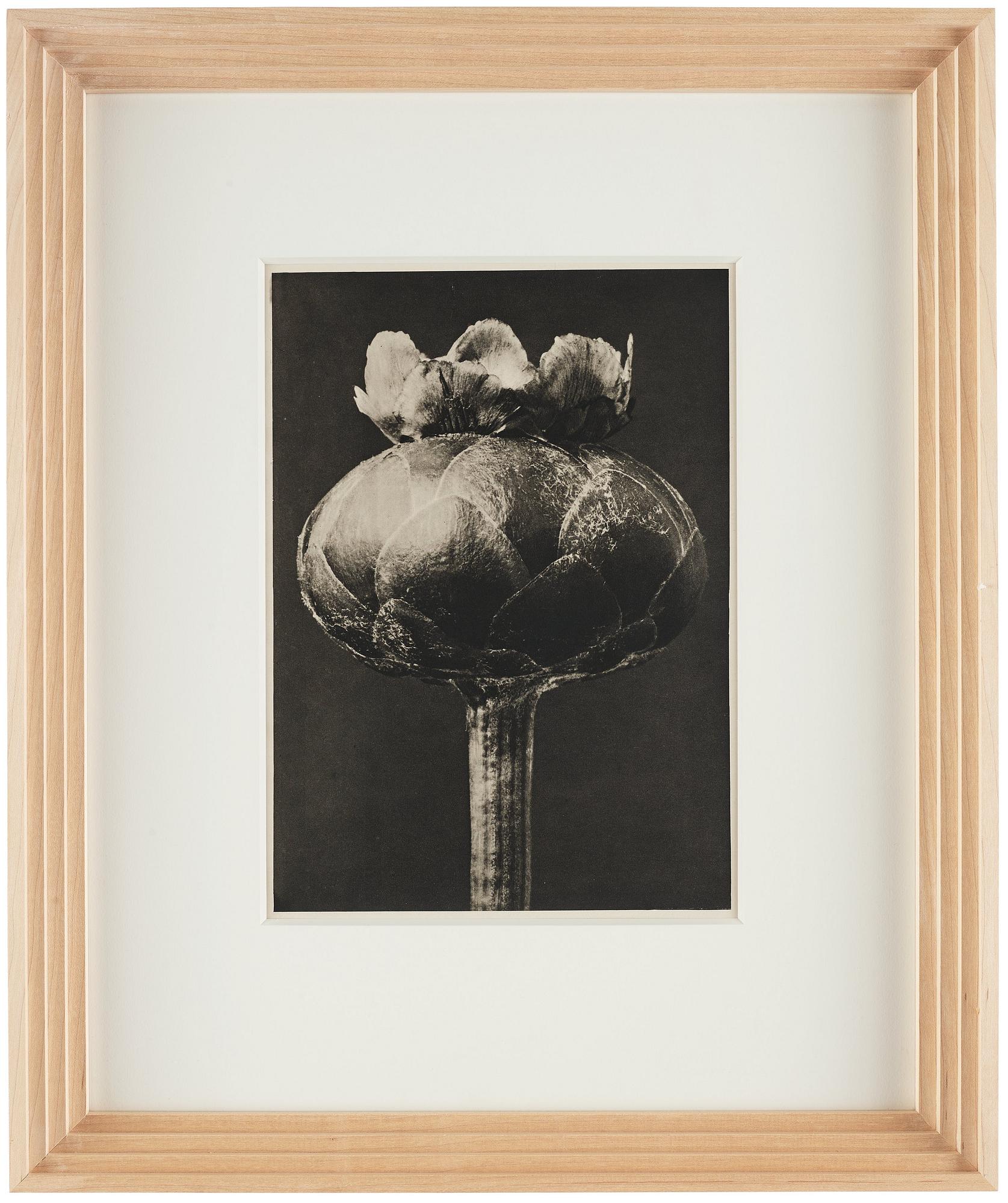 Karl Blossfeldt, "Urformen der Kunst", 1928 (22 st).