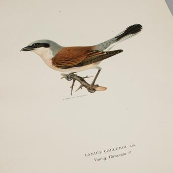 LITOGRAFISKA TRYCK, ca 100 st, ur von Wrights "Svenska fåglar", utgivna av A Börtzells, 1920-tal.