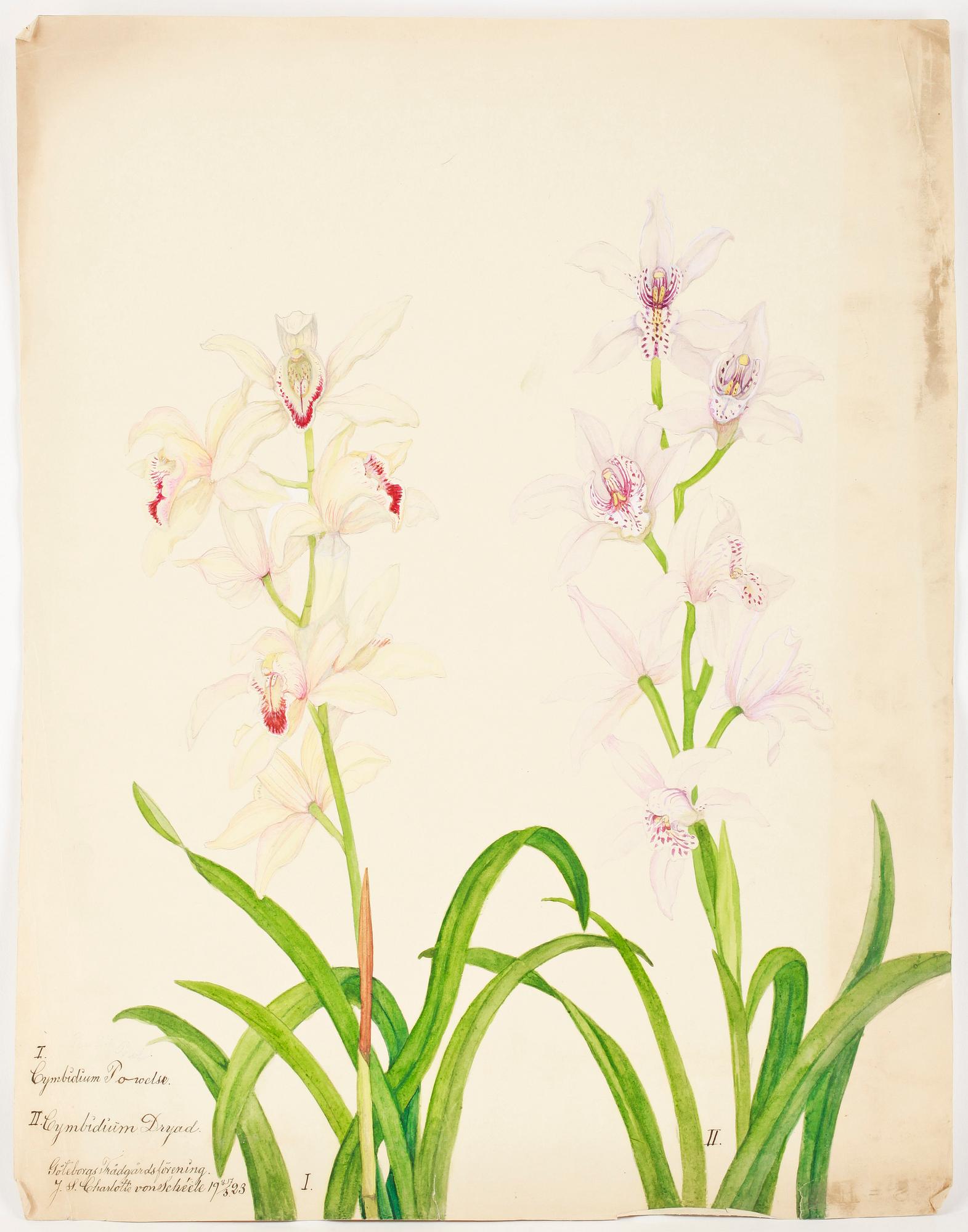 MAPP inehållande bl.a. GRAVYRER, 14 st, 1800/1900-tal.