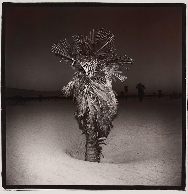 Richard Misrach, 'Palm #3', 1975.