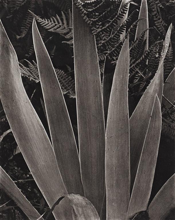 Paul Strand, "Wild Iris, Maine" 1927.