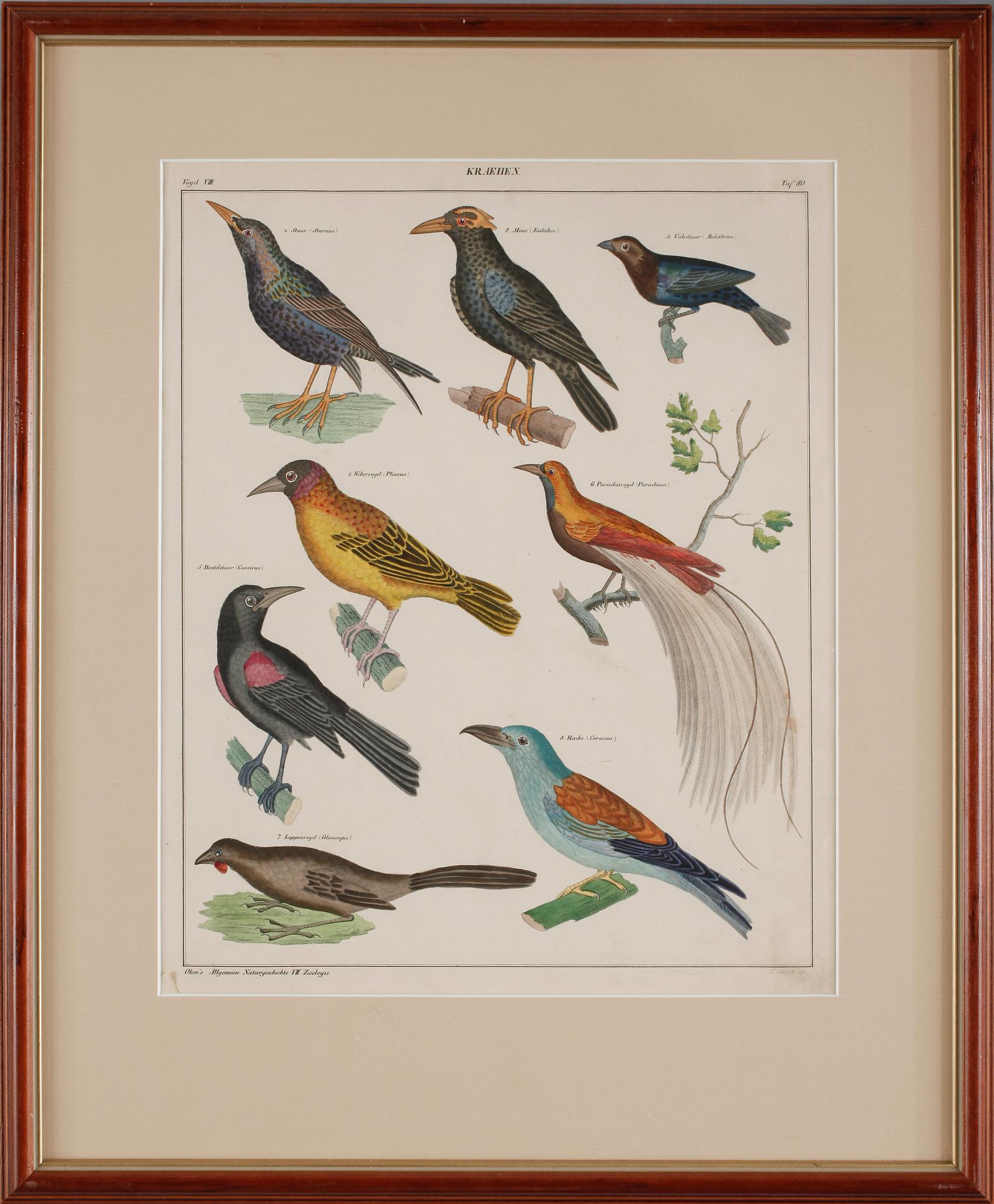 HANDKOLORERADE LITOGRAFIER, 3 st, Oken, Stuttgart, 1800-talets mitt.