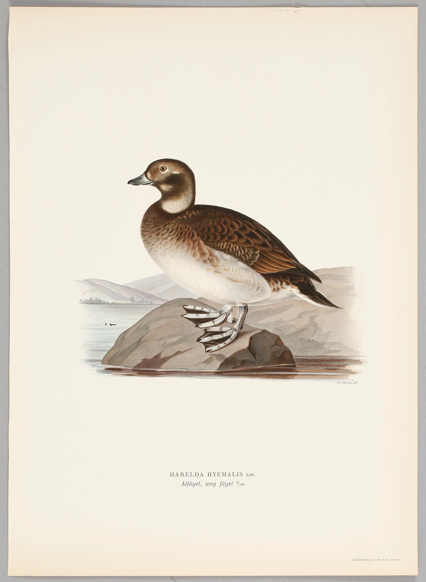 LITOGRAFISKA TRYCK, 124 st, ur von Wrights "Svenska fåglar", 1920-tal.