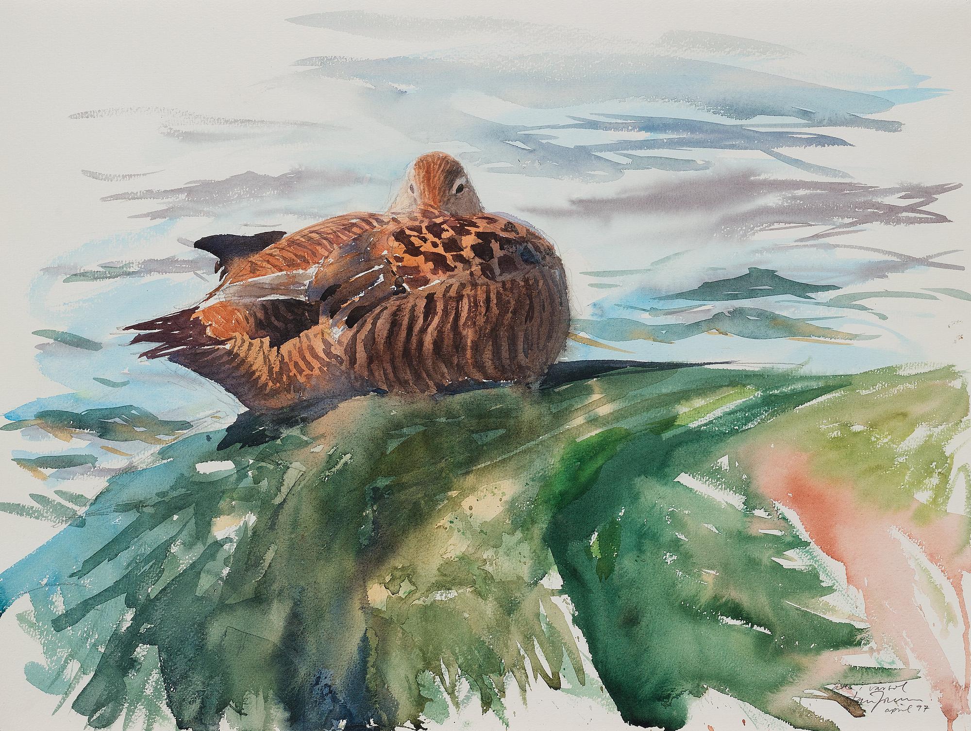 Lars Jonsson, "Åda i vårsol" (Common eider in spring sun).