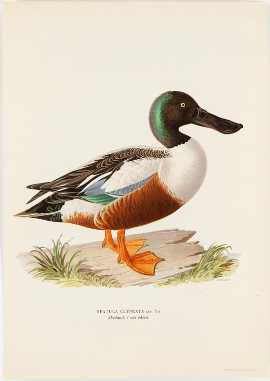 LITHOGRAPH app 120, after M & W von Wrights "Svenska fåglar", A Börtzells, Stockholm, 1917-29.