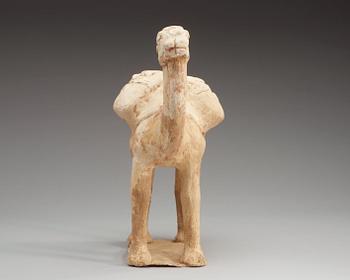 A pottery figure of a Camel, presumably Tang dynasty (618-906).