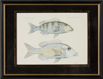 GRAVYRER, 3 st, handkolorerade, ur "Journal des Museum Godeffroy"  Heft. VII. resp. V.  1800-talets slut.