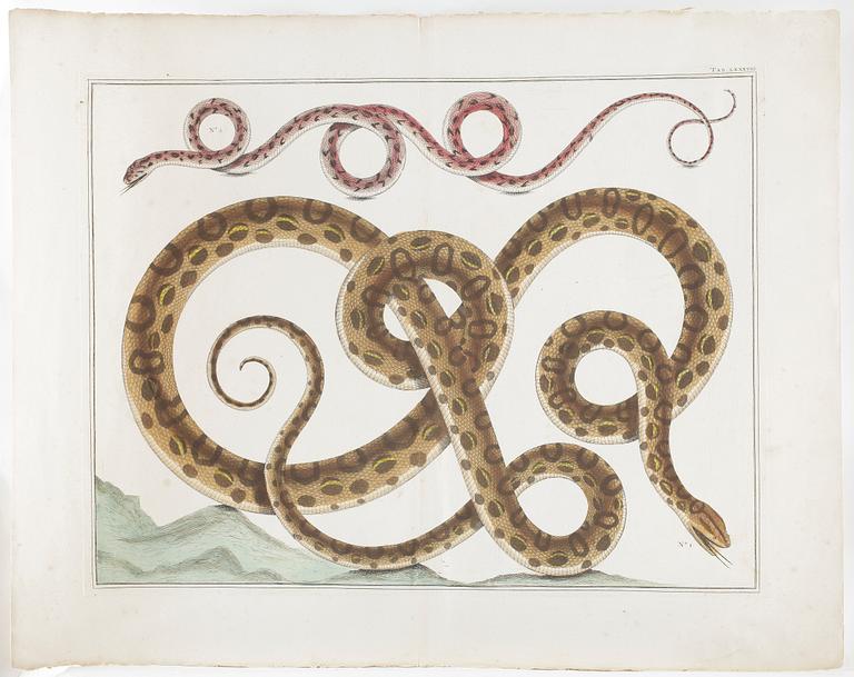 KOLORERAT KOPPARSTICK, ormar, 1730-40-tal.