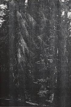 300. Wolfgang Tillmans, "Wald" ("Briol III"), 2008.