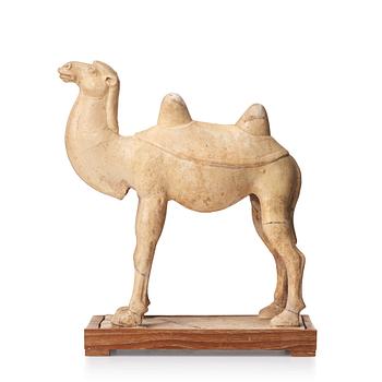 A yellow glazed camel, Tang dynasty (618-906).