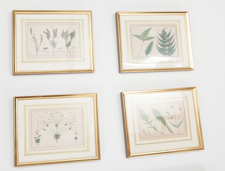 Kopparstick, 7 st. Ur Carl von Linnés "Vollständiges Pflanzensystem".