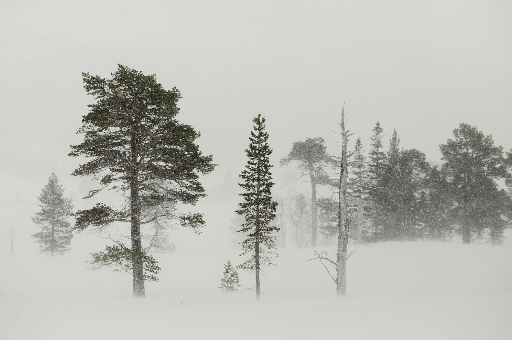 Karin Alfredsson, Ur sviten "Snö och regn skall passera", 2019.