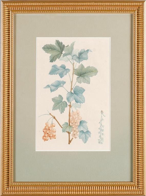 TAVLOR, 4 st, tryck, 1900-tal.