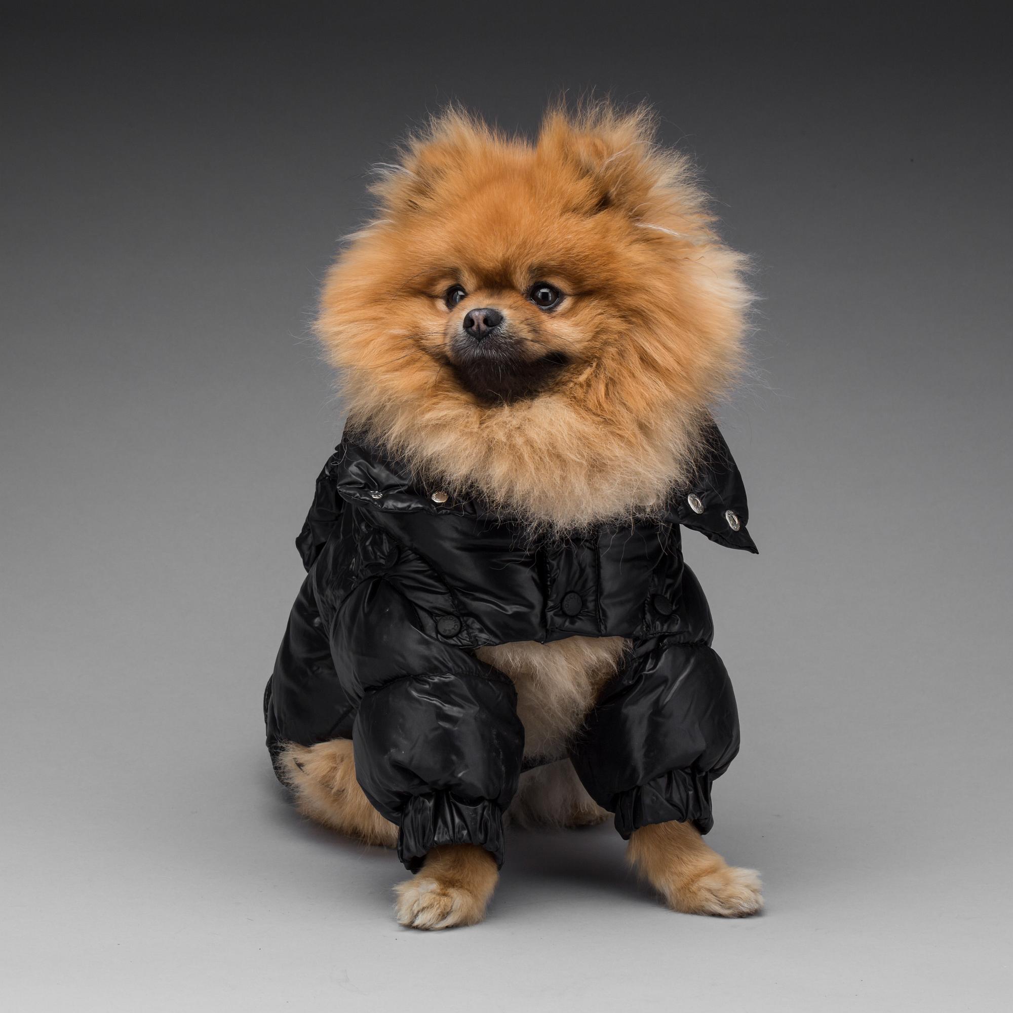 HUNDJACKOR, 2 stycken, Moncler samt Burberry.