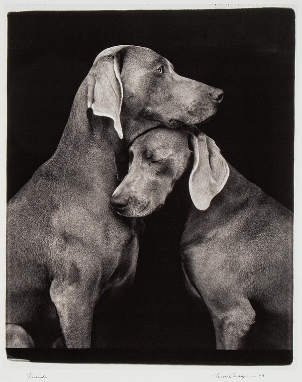 William Wegman, fotografi, signerad och daterad 2009.