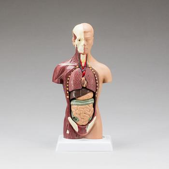 ANATOMISK MODELL, 1900-talets slut.
