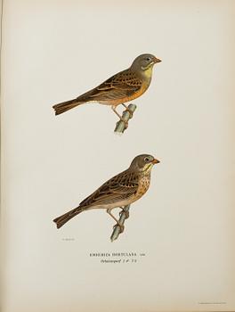 M, W & F VON WRIGHT, bokverk, 3 band, "Svenska fåglar", A. Börtzells tryckeri AB Stockholm, 1927-1929.