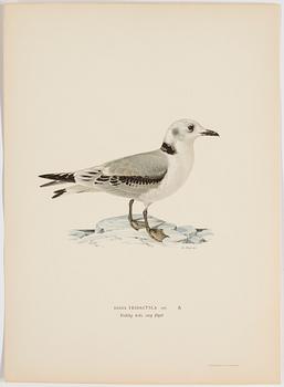 A set of 252 "Svenska fåglar" posters by M o W von Wright, Ivar Baarsens publishings, Stockholm.